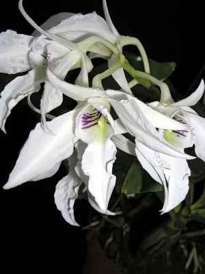 Bild von Dendrobium johnsoniae 5